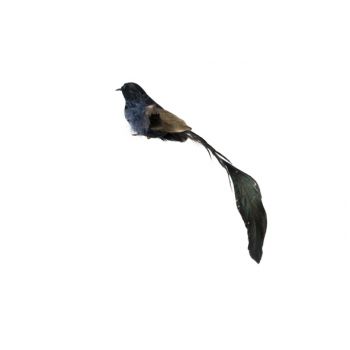 Cosy @ Home Vogel Long Tail Feathers Zwart 25x4xh4cm